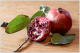 Granatapfel,                                                                        Februar 2024